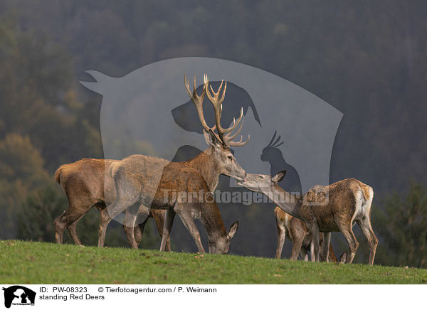 stehendes Rotwild / standing Red Deers / PW-08323