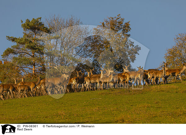 Rotwild / Red Deers / PW-08361