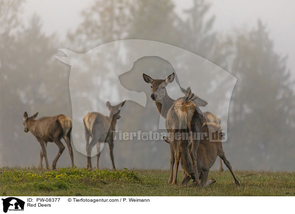 Rotwild / Red Deers / PW-08377