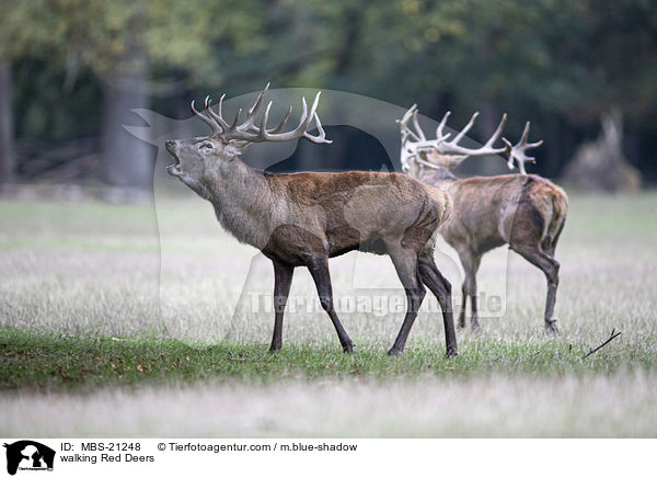 laufendes Rotwild / walking Red Deers / MBS-21248