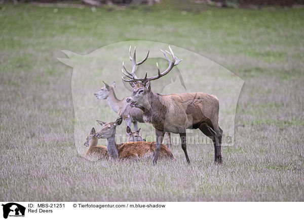 Rotwild / Red Deers / MBS-21251