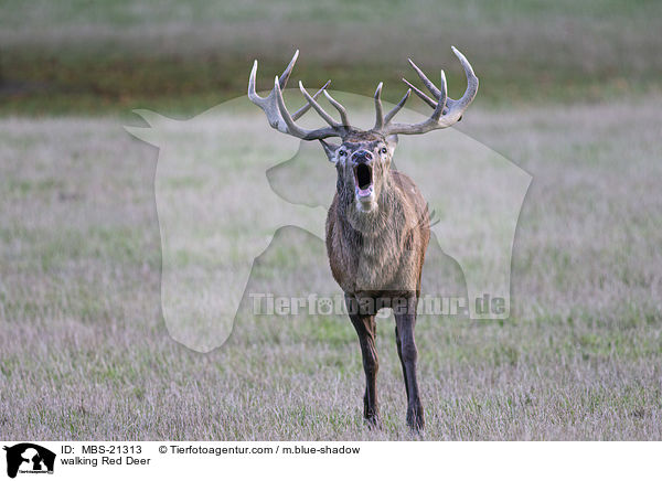 laufendes Rotwild / walking Red Deer / MBS-21313