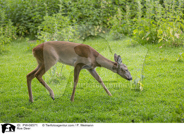 Reh / Roe Deer / PW-08571
