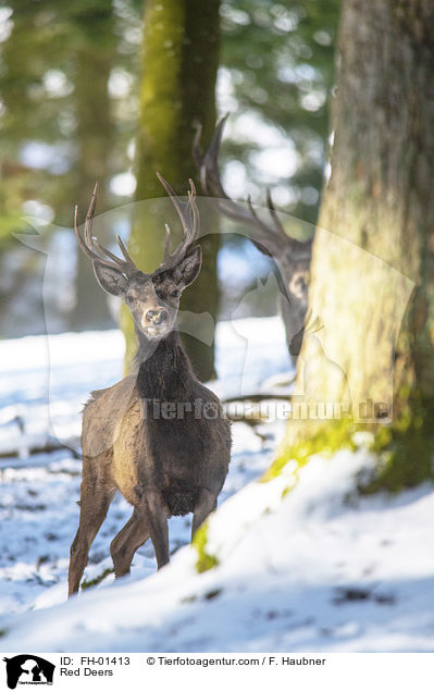 Rothirsche / Red Deers / FH-01413