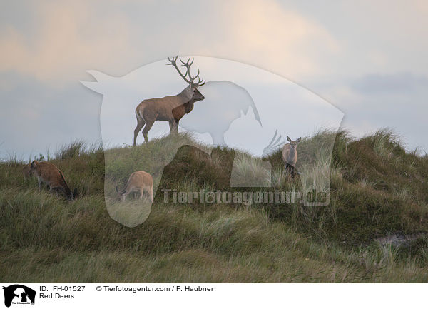 Rotwild / Red Deers / FH-01527