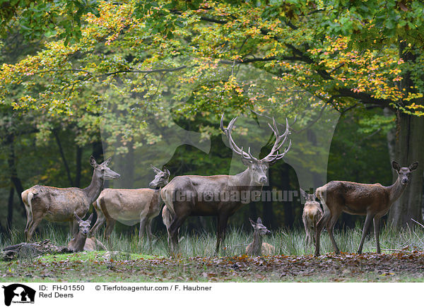 Rotwild / Red Deers / FH-01550