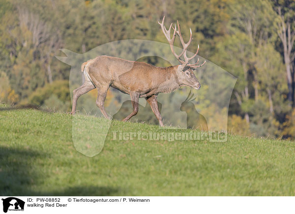 laufendes Rotwild / walking Red Deer / PW-08852