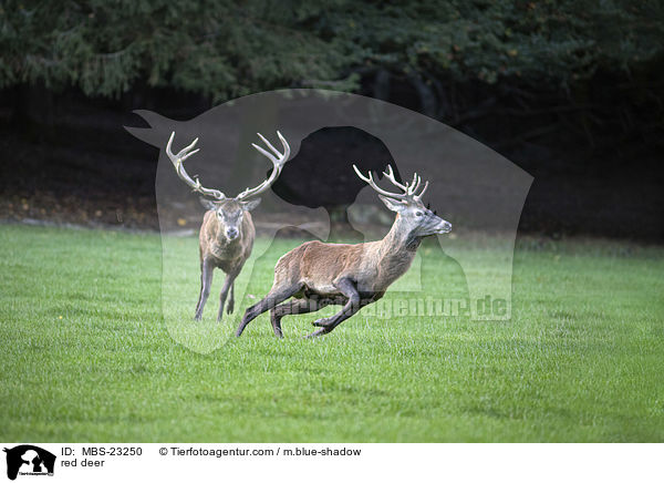 Rotwild / red deer / MBS-23250