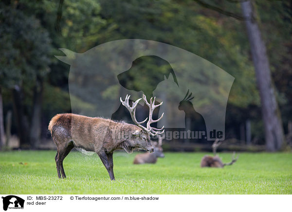 Rotwild / red deer / MBS-23272