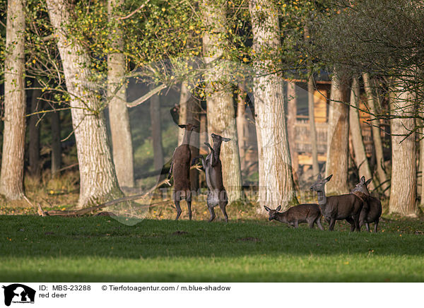 Rotwild / red deer / MBS-23288