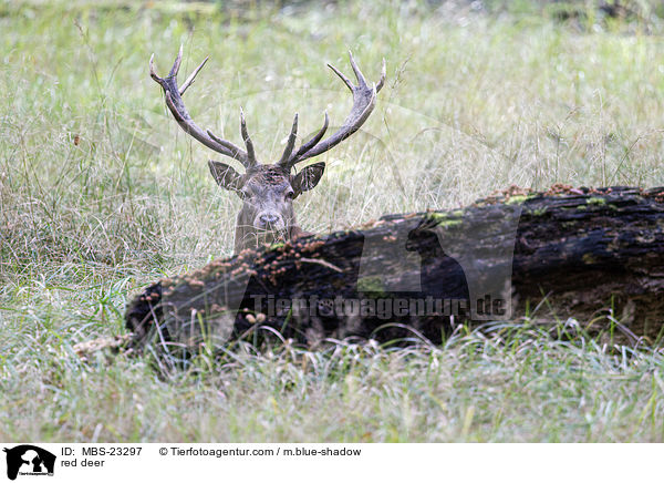 red deer / MBS-23297