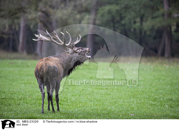 Rotwild / red deer / MBS-23329