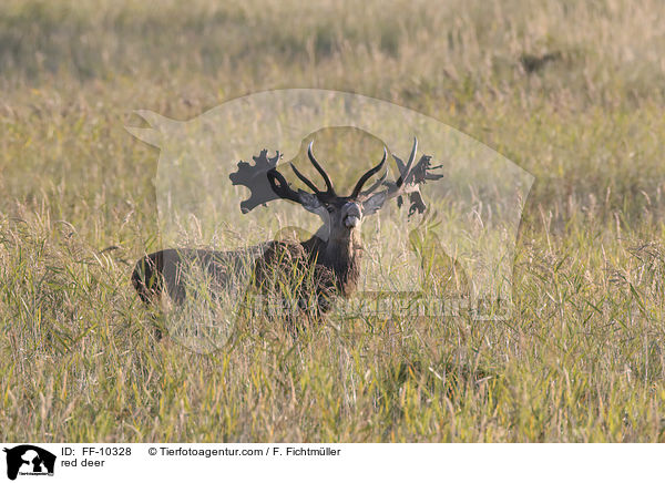 Rotwild / red deer / FF-10328