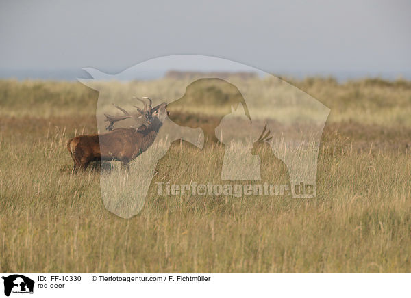 Rotwild / red deer / FF-10330
