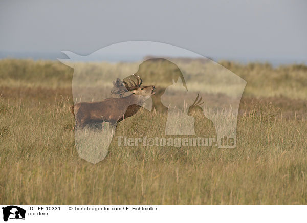 Rotwild / red deer / FF-10331