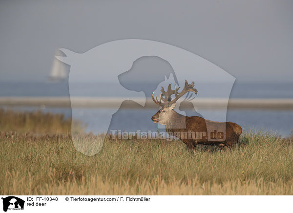 Rotwild / red deer / FF-10348