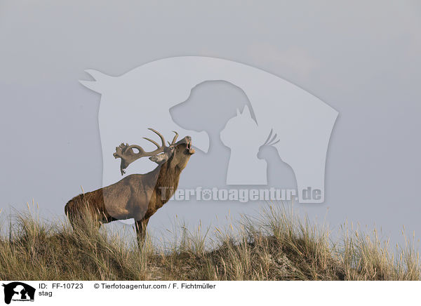 Hirschbock / stag / FF-10723