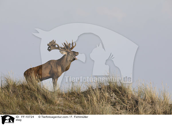 Hirschbock / stag / FF-10724