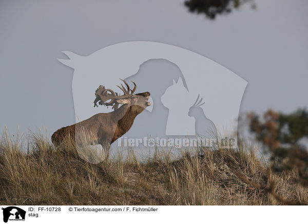 Hirschbock / stag / FF-10728