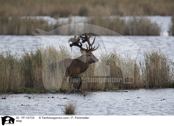 Hirschbock / stag / FF-10733