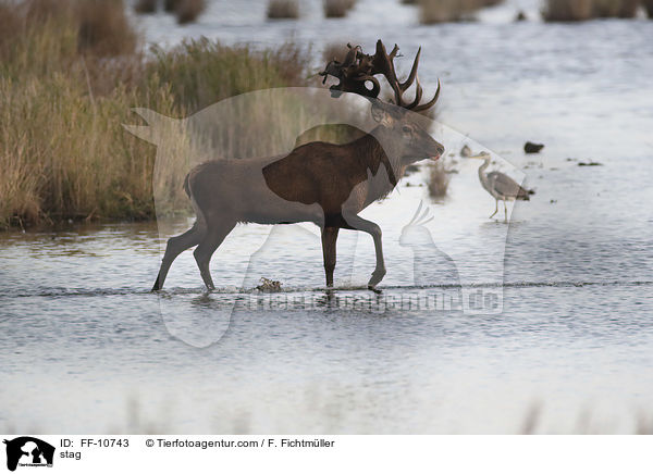 stag / FF-10743
