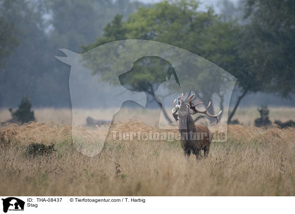 Hirschbock / Stag / THA-08437