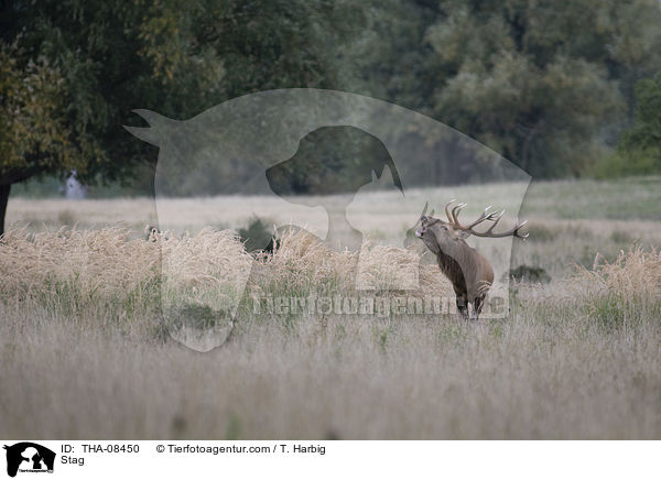 Hirschbock / Stag / THA-08450