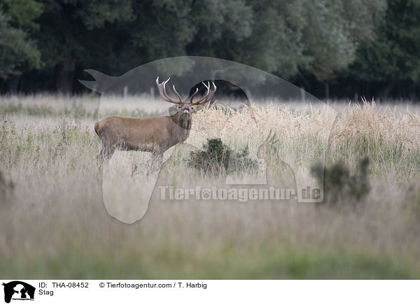 Hirschbock / Stag / THA-08452