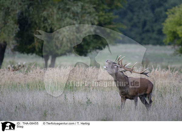 Hirschbock / Stag / THA-08455