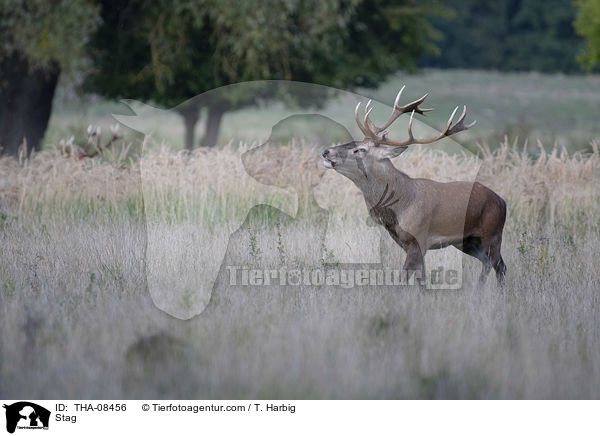 Hirschbock / Stag / THA-08456