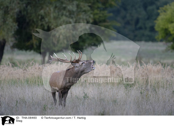 Hirschbock / Stag / THA-08460