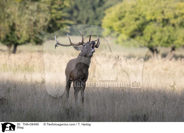 Hirschbock / Stag / THA-08466