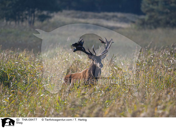 Stag / THA-08477