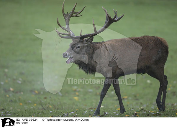 Rotwild / red deer / AVD-06624