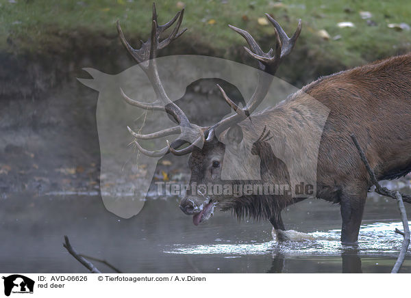 red deer / AVD-06626