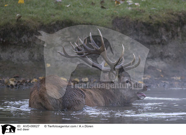 red deer / AVD-06627