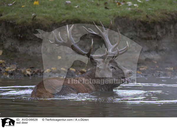red deer / AVD-06628