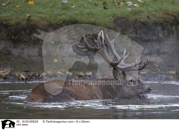 Rotwild / red deer / AVD-06629