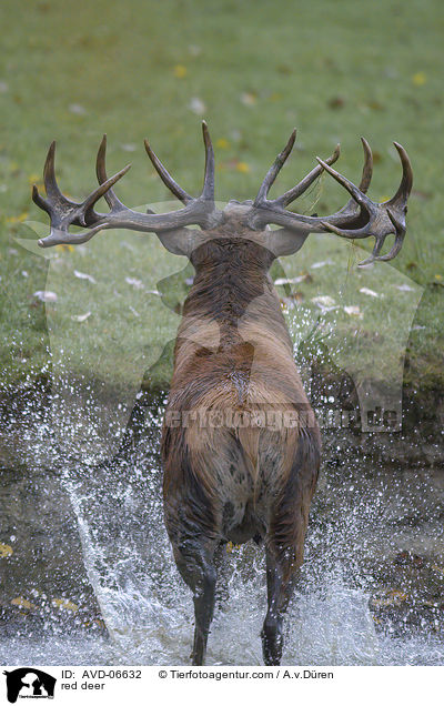 red deer / AVD-06632