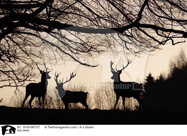 Rotwild / red deer / AVD-06727
