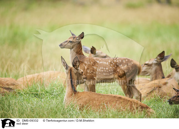 Rotwild / red deer / DMS-09332