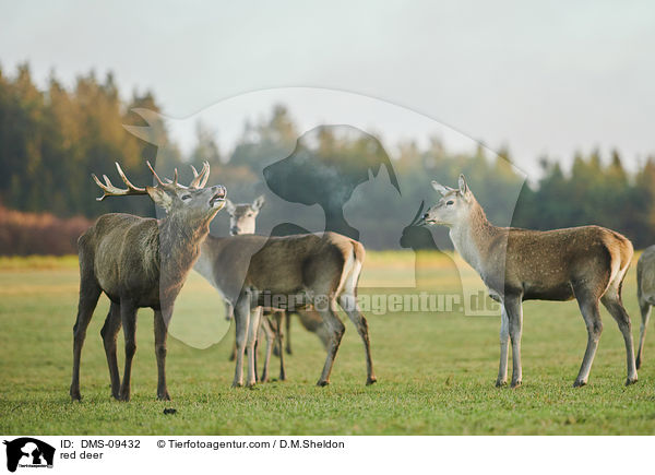 Rotwild / red deer / DMS-09432