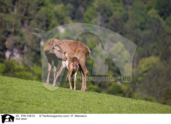 Rotwild / red deer / PW-10910