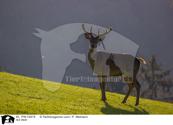 Rotwild / red deer / PW-10915