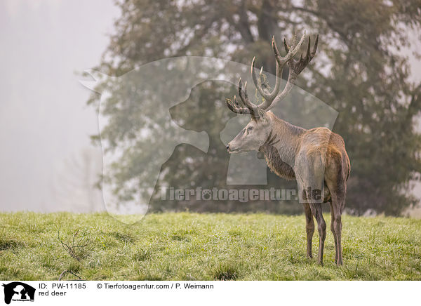 red deer / PW-11185