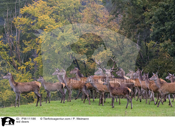 red deers / PW-11186