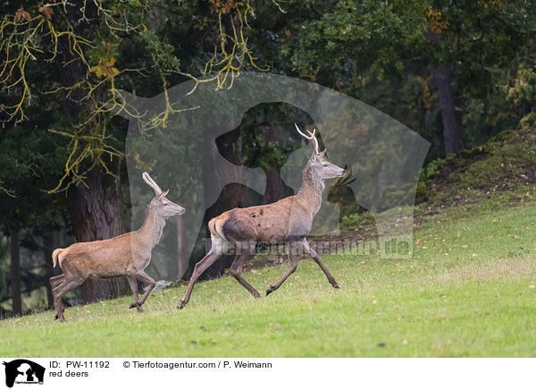 red deers / PW-11192