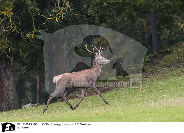 red deer / PW-11193