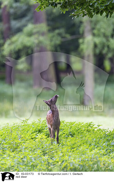 Rotwild / red deer / IG-03173