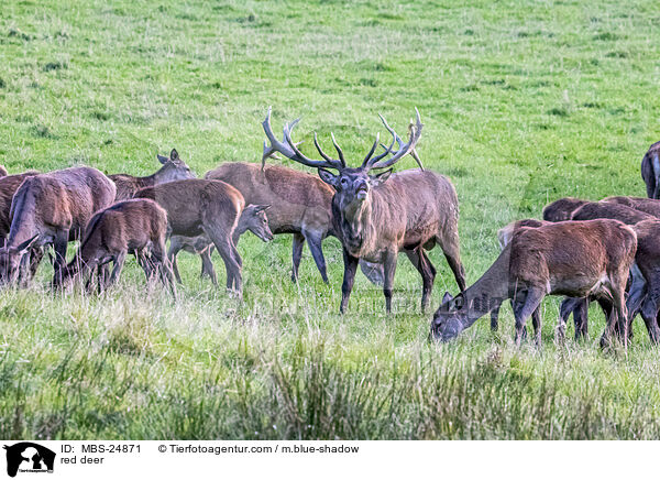red deer / MBS-24871